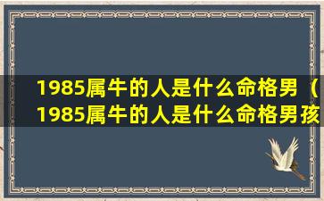 1985属牛的人是什么命格男（1985属牛的人是什么命格男孩）