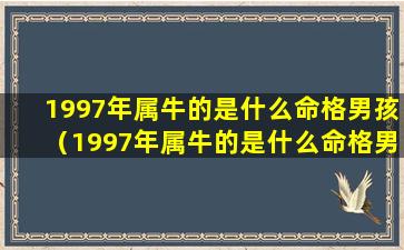 1997年属牛的是什么命格男孩（1997年属牛的是什么命格男孩还是女孩）