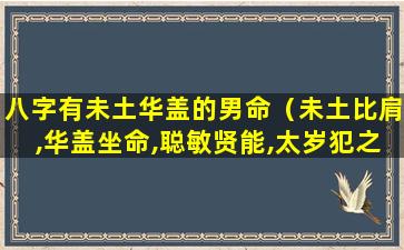 八字有未土华盖的男命（未土比肩,华盖坐命,聪敏贤能,太岁犯之,时见刺激晕沉）