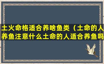 土火命格适合养啥鱼类（土命的人养鱼注意什么土命的人适合养鱼吗）