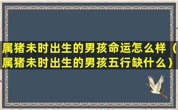 属猪未时出生的男孩命运怎么样（属猪未时出生的男孩五行缺什么）