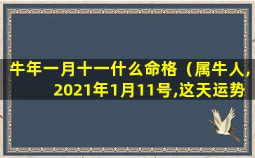 牛年一月十一什么命格（属牛人,2021年1月11号,这天运势如何）