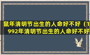 鼠年清明节出生的人命好不好（1992年清明节出生的人命好不好）